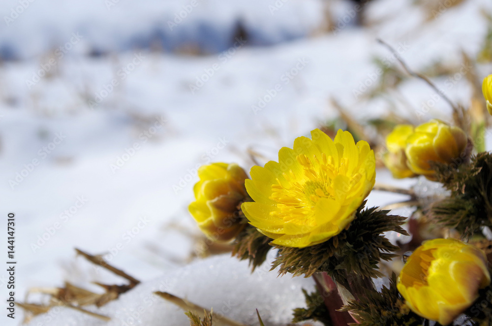 雪の中の福寿草stock Photo Adobe Stock