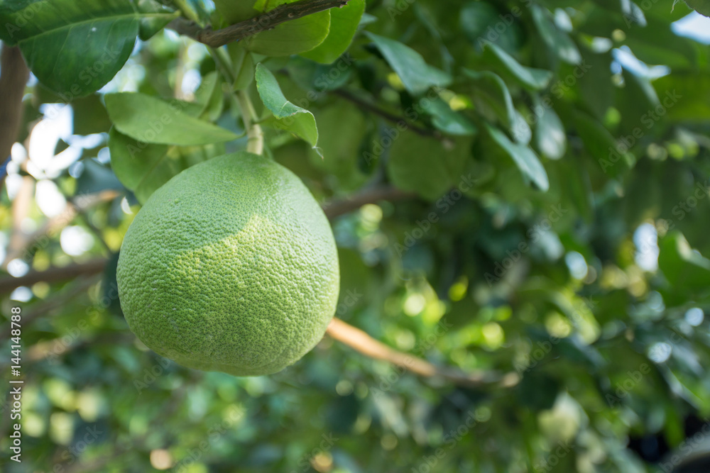 pomelo tree pomelo tree