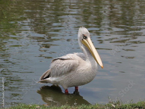Spot-billed pelican 