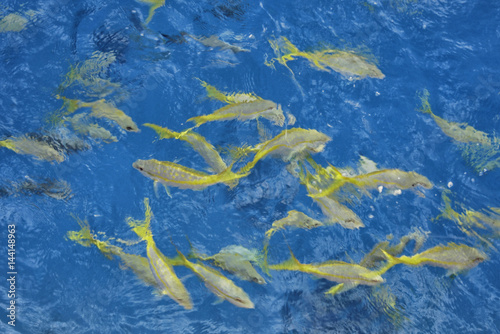 A school of Yellow Goat Fish in their natural habitat, the crystal blue water of the Caribbean photo