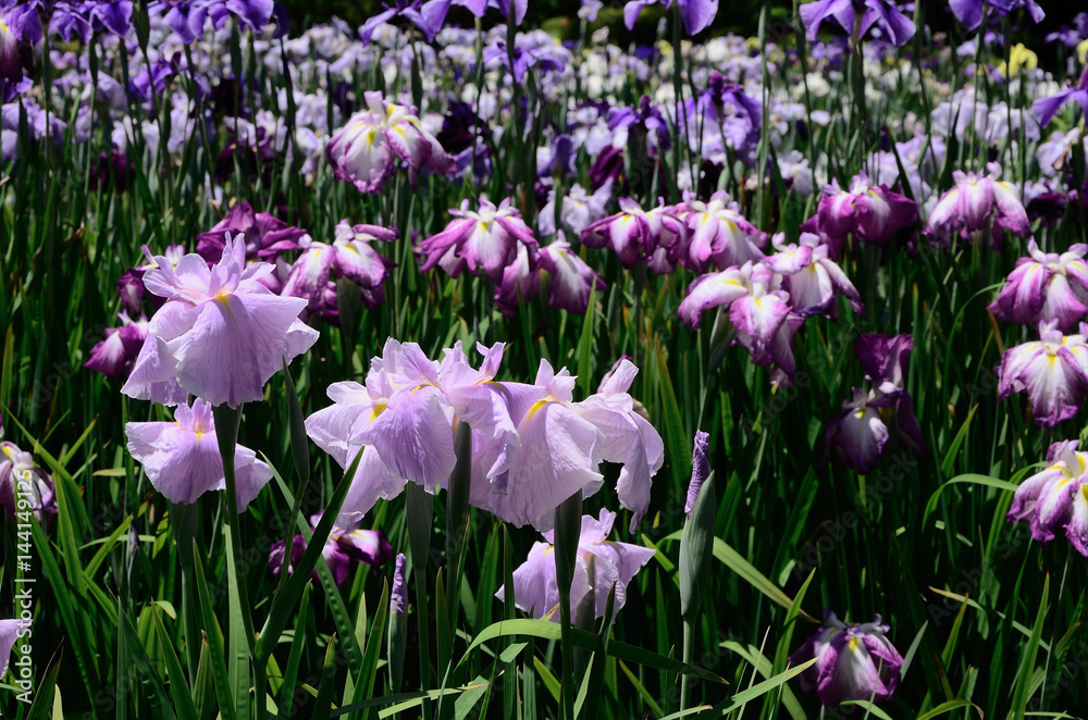 花菖蒲　
Japanese iris garden, Kyoto Japan