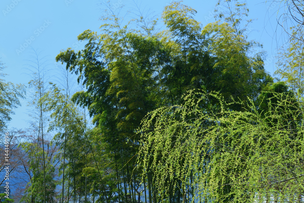 willow tree and bamboo grove, Japan