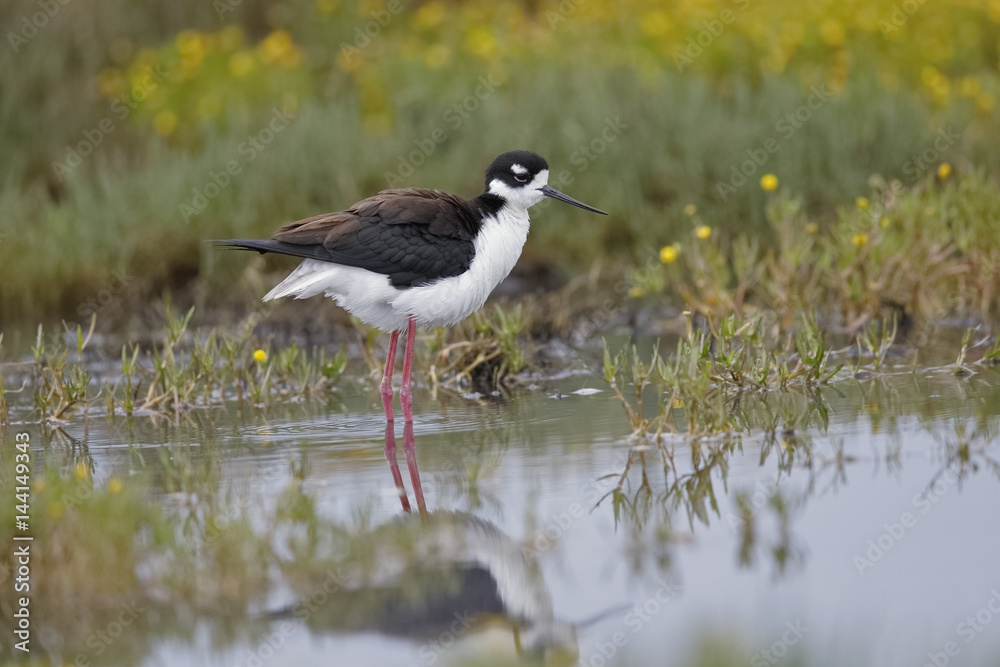 Black-necked Stilt wading in a shallow California pond Black-necked Stilt wading in a shallow California pond