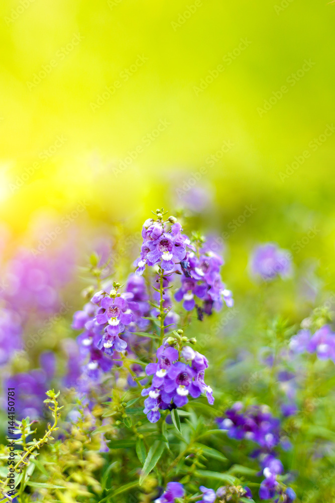 Obraz premium Beautiful spring background with campanula bouquet.