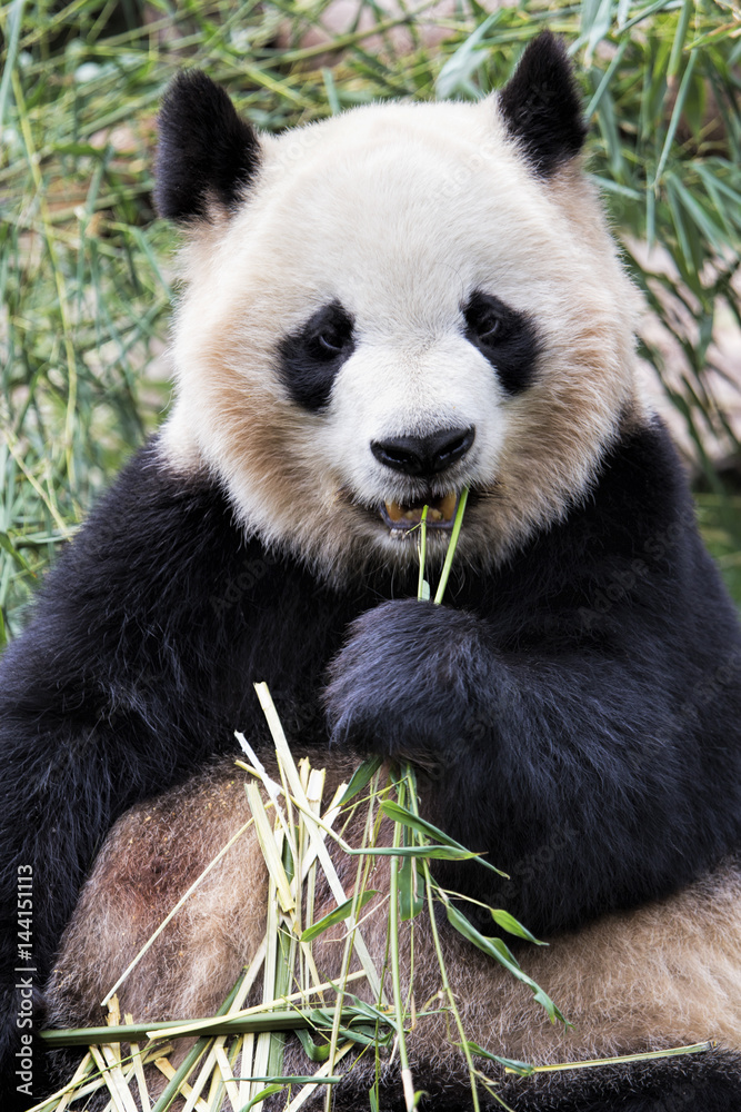Obraz premium Adult Giant Panda eating bamboo, Chengdu China