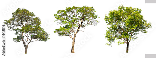 collections green tree isolated on white background.