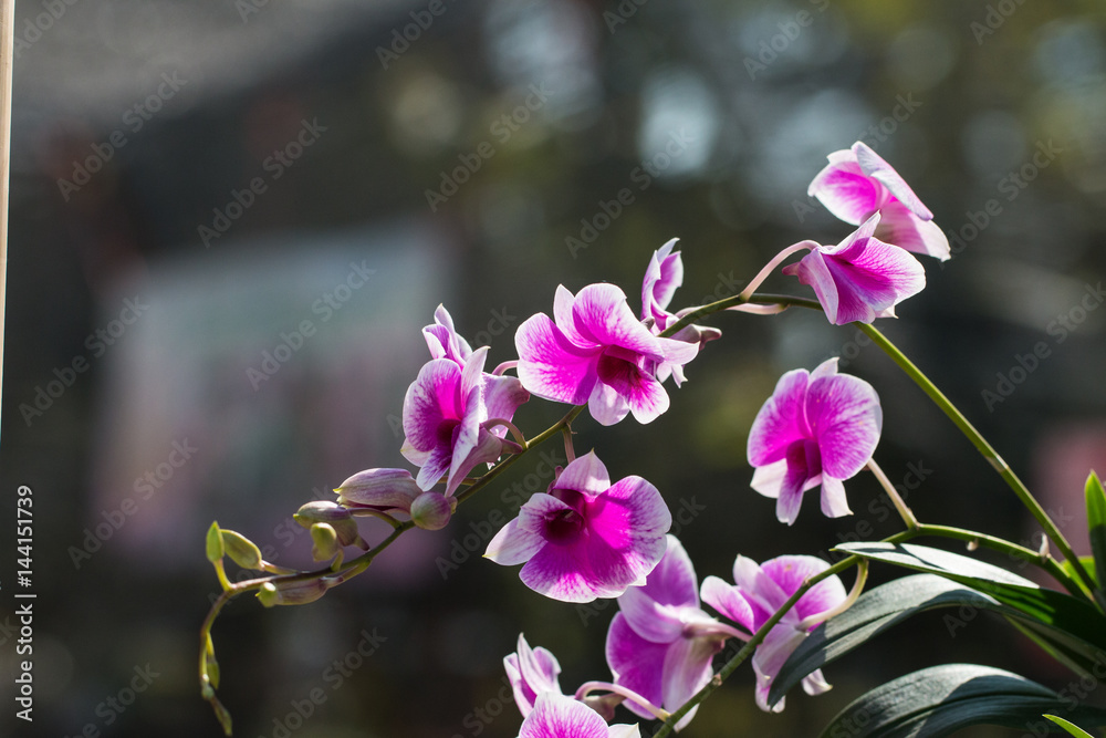 Obraz premium orchid flowers