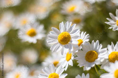 white daisies