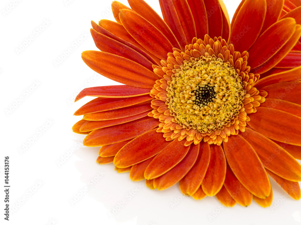 Orange gerbera daisy (transvaal) flower closeup. Orange gerbera daisy (transvaal) flower closeup.
