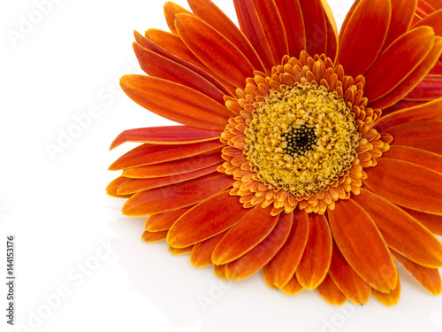 Orange gerbera daisy  transvaal  flower closeup.