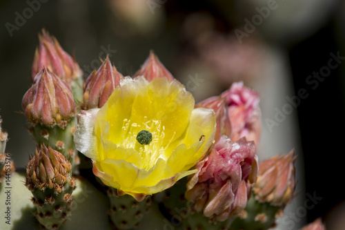 Beautiful blooming wild desert cactus flowers. photo