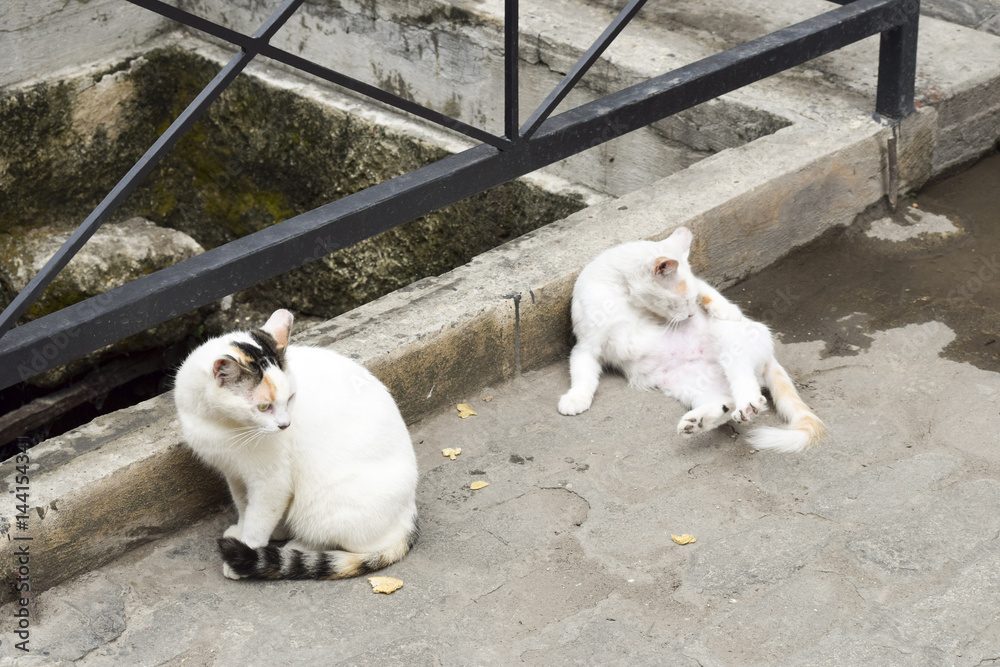 Stray cats on the street in Tenerife