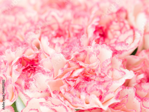 Fototapeta Naklejka Na Ścianę i Meble -  Pink Carnation Flowers Bouquet. soft filter.