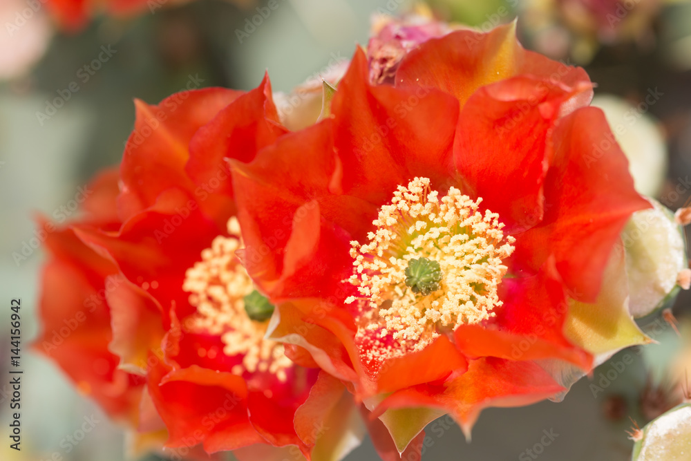 Orange cactus flower. Orange cactus flower.
