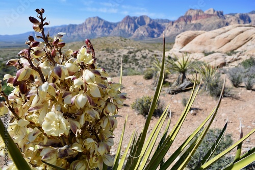 Photography Blooming Yucca Red Rock Canyon Las Vegas