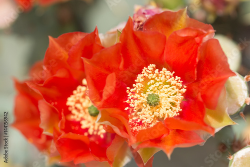 Orange cactus flower.