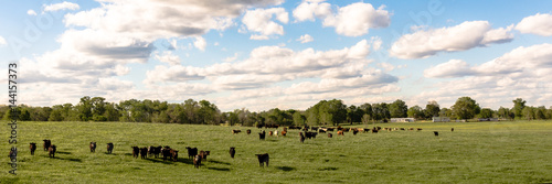 Country panorama of cattle in lush pasture