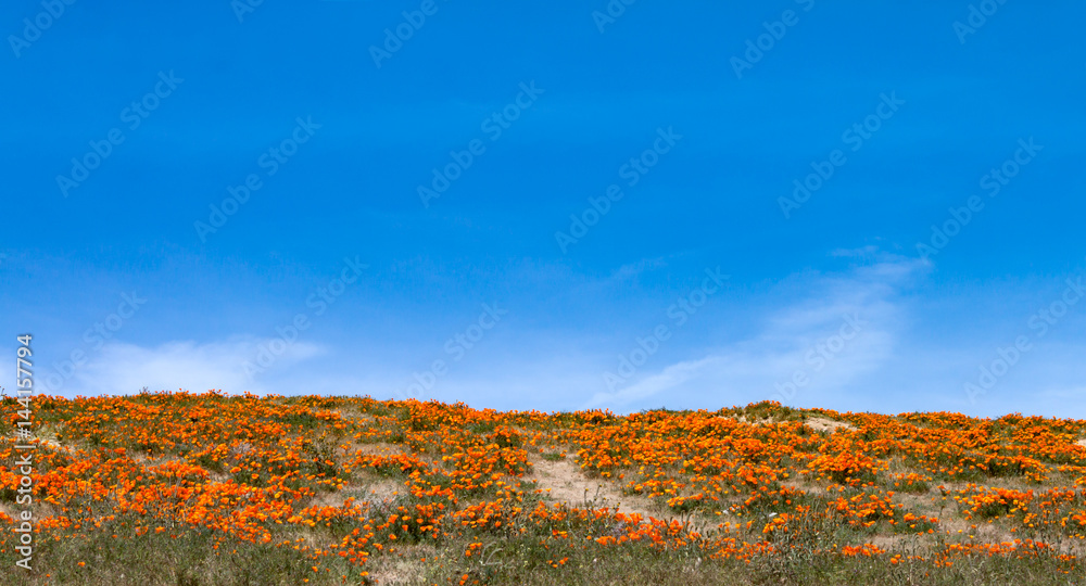 California wildflowers against a blue sky and clouds background