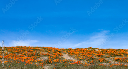 California wildflowers against a blue sky and clouds background