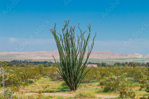 Ocotillo flowers blooming. photo