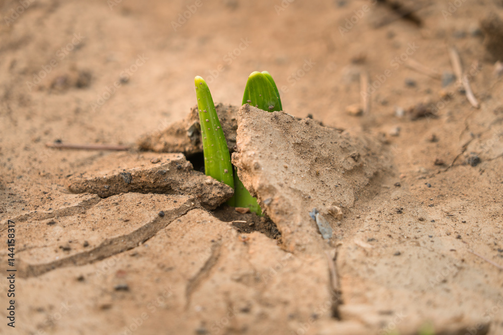 detail shot of grass sprouting from dried earth. detail shot of grass sprouting from dried earth.