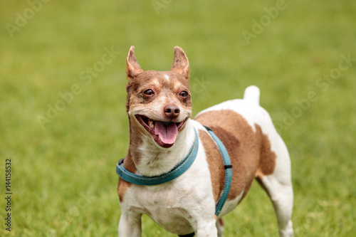 Fototapeta Naklejka Na Ścianę i Meble -  Rat terrier dog mix