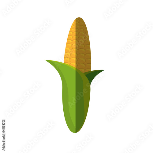 corn cereal grain food shadow vector illustration eps 10