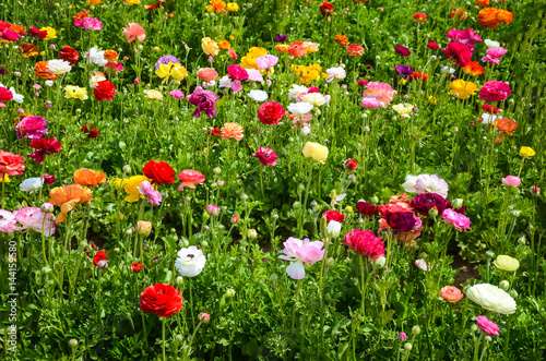 Ranunculus field