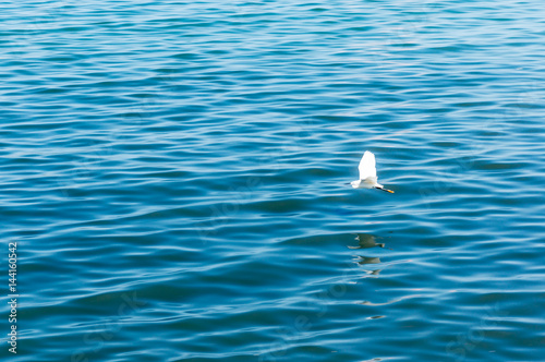 Indigo blue water and soft focus of Seagull © phollapat