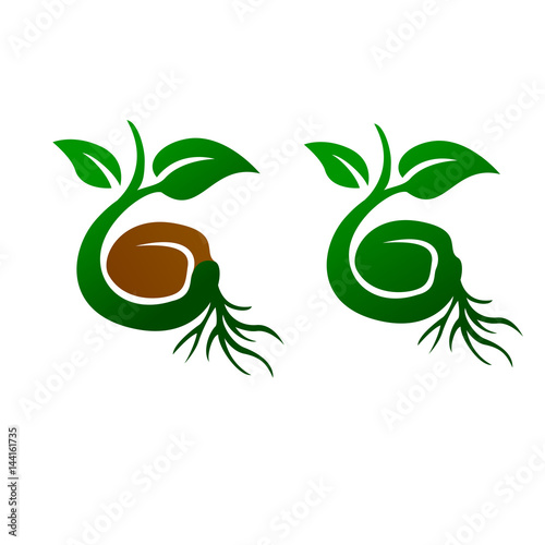 circle sprout seed