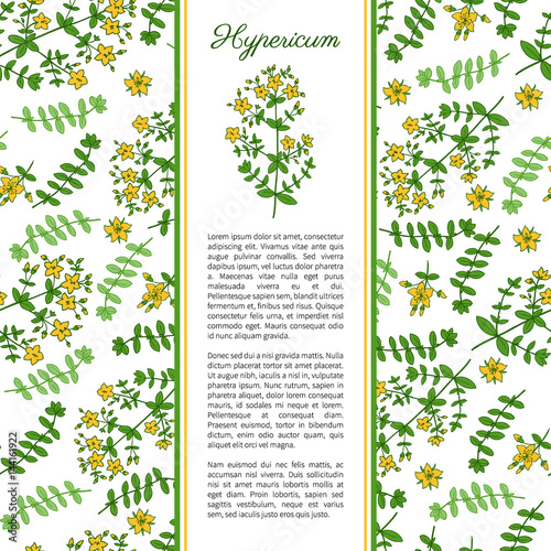 Hypericum, St. John's wort or Hartheu branch vector sketch hand drawn healing herb isolated on white, Tutsan herbs, Seamless vector pattern, Collection herb for card, package cosmetic, medicine, tea