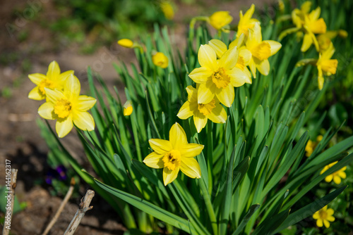 Fototapeta Naklejka Na Ścianę i Meble -  Daffodils. Yellow flowers in the garden. Gardening. Seedling plant. Agriculture concept.
