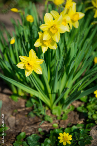 Fototapeta Naklejka Na Ścianę i Meble -  Daffodils. Yellow flowers in the garden. Gardening. Seedling plant. Agriculture concept.
