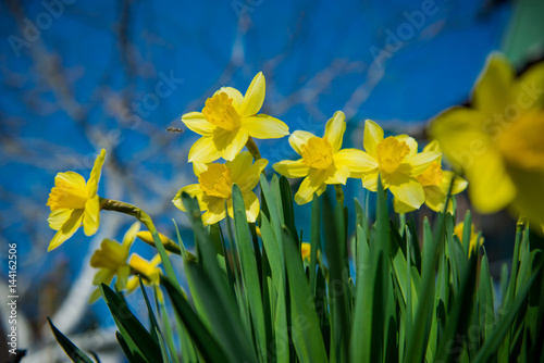 Fototapeta Naklejka Na Ścianę i Meble -  Daffodils. Yellow flowers in the garden. Gardening. Seedling plant. Agriculture concept.
