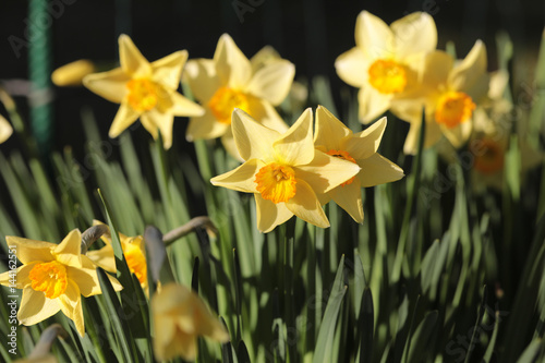 Fototapeta Naklejka Na Ścianę i Meble -  daffodils shallow depth of field springtime