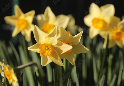 Fototapeta Naklejka Na Ścianę i Meble -  daffodils shallow depth of field springtime