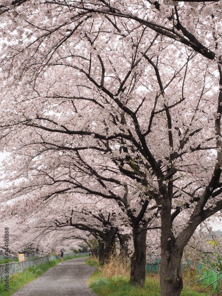 Japanese cherry blossoms in the rain Japanese cherry blossoms in the rain