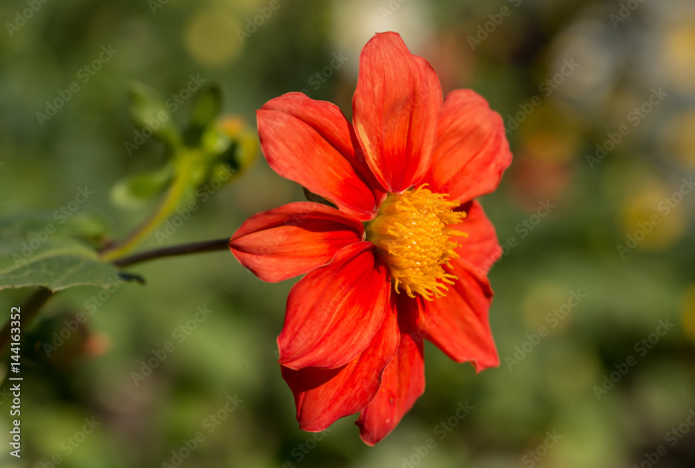 Cosmos flower. Selective focus with shallow depth of field.