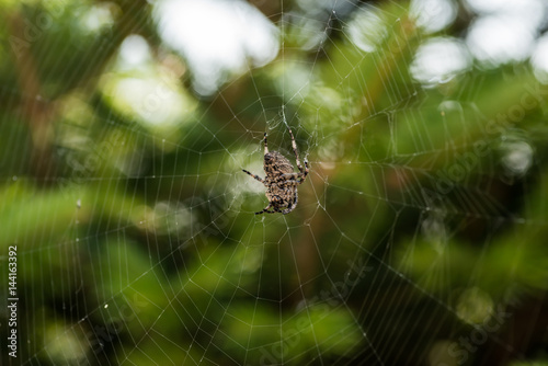 Cross spider sits on his cobweb. (Araneus diadematus). Selective focus with shallow depth of field.