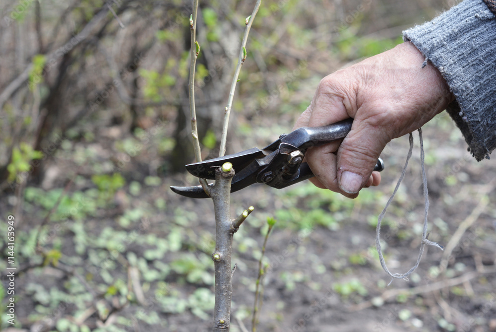 Old Gardener Preparing Apple Tree Branch for Grafting with Knife. Old