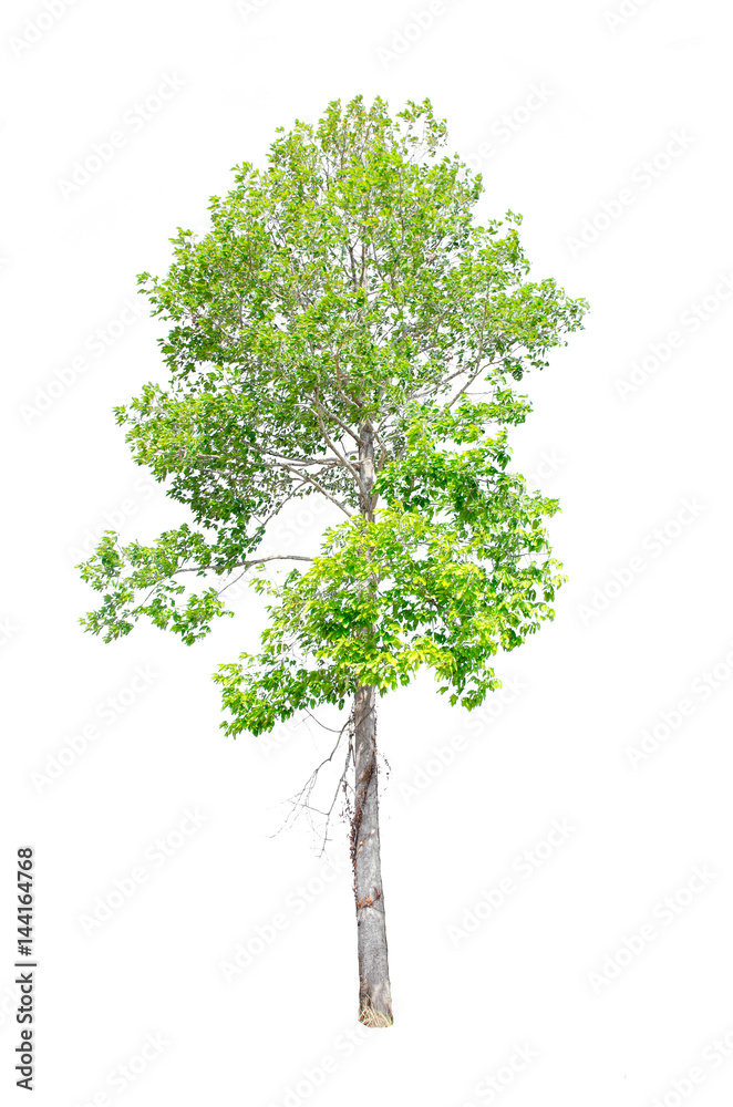 Naklejka premium Isolated trees on white background , The collection of trees.