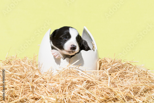 Border Collie Welpe sitzt in einem Ei auf Stro