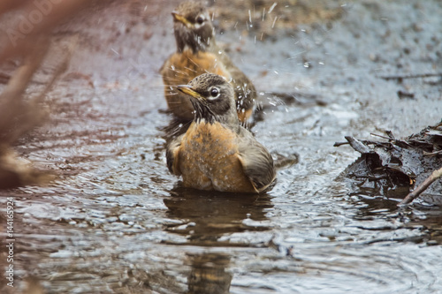Splashing Robins © Philip