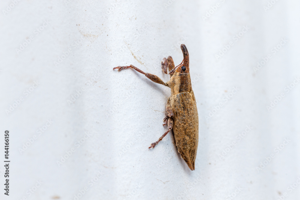 Gorgojo, picudo. Coleóptero, insecto. foto de Stock | Adobe Stock