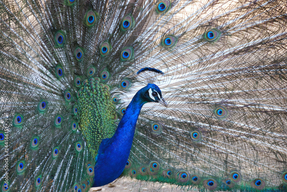 Naklejka premium Peacock