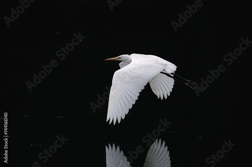 White heron flying over lake