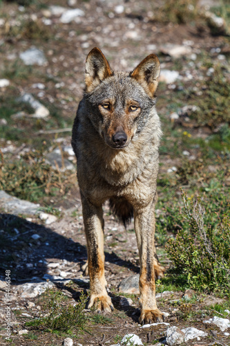 Lobo Ibérico hembra. Canis lupus signatus.