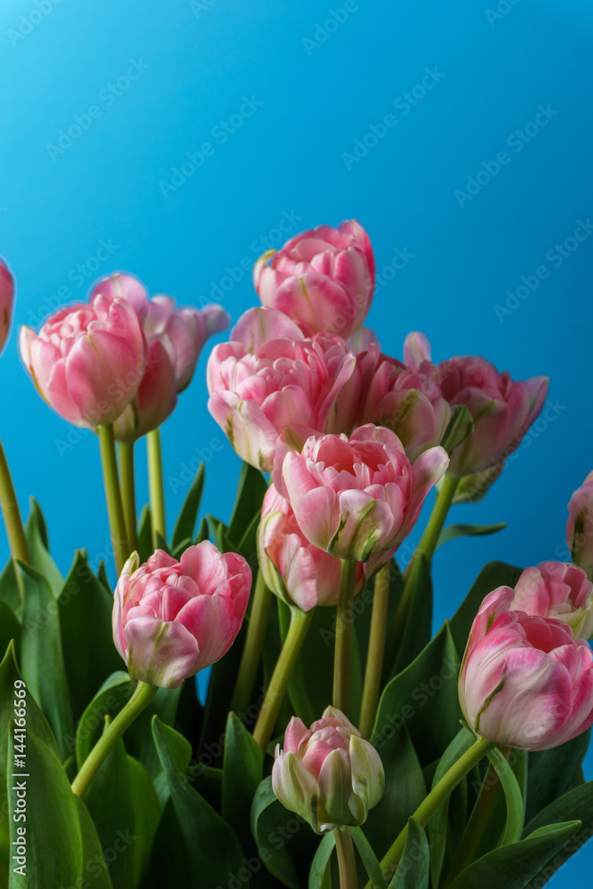 Obraz premium close-up pink tulips isolated on blue