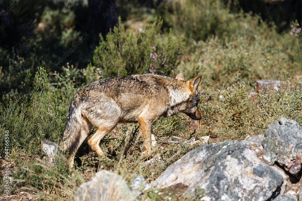 Fototapeta premium Lobo Ibérico. Canis lupus signatus.. 