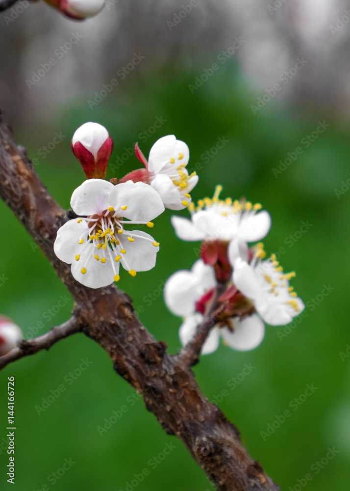 Obraz premium flowering trees in the spring